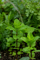 RMIT-Sustain_16.09.26-019-_M7A1308
