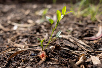 RMIT-Sustain_16.09.26-015-_M7A1411