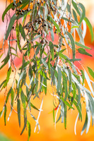 RMIT-Sustain_16.09.26-007-_66A3417